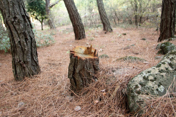 Best Stump Grinding and Removal  in Hedwig Village, TX