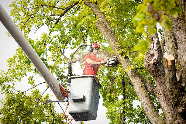 How Our Tree Care Process Works  in  Hedwig Village, TX