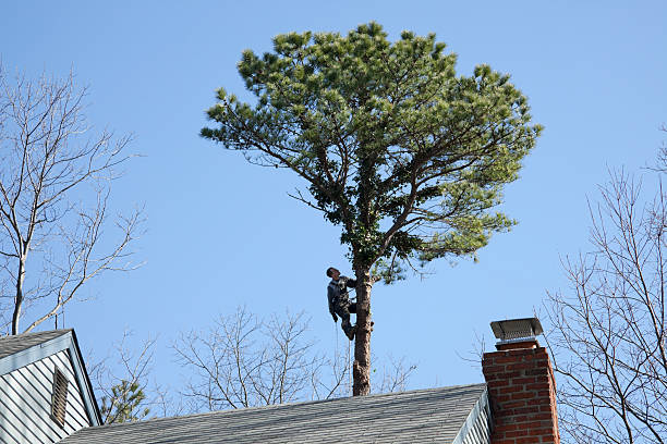 Best Aeration Services  in Hedwig Village, TX