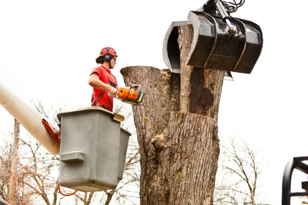 Best Fruit Tree Pruning  in Hedwig Village, TX